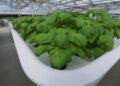 Fundo de tecnologia de Bill Gates aposta em startup de ‘robôs agricultores’