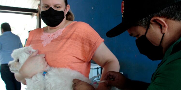 Prefeitura abre inscrições para contratação temporária de 250 vacinadores e registradores para campanha antirrábica