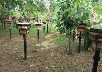 Nova resolução fortalece cadeia produtiva do mel no Amazonas