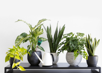 Ar Puro em Casa: Descubra as 8 Plantas Recomendadas pela NASA para Limpeza do Ambiente