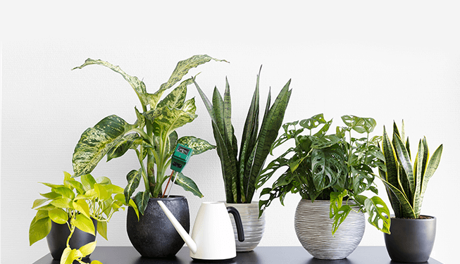 Ar Puro em Casa: Descubra as 8 Plantas Recomendadas pela NASA para Limpeza do Ambiente