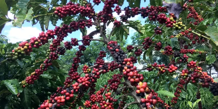 © REUTERS/ Jose Roberto Gomes