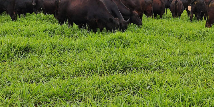 Foto: Luís Armando Zago