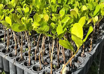 © Ricardo Moura/ Embrapa