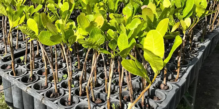 © Ricardo Moura/ Embrapa