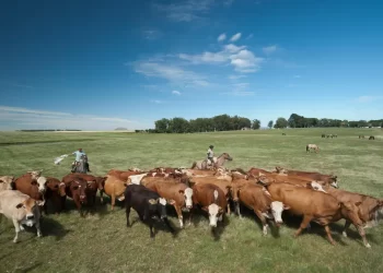 © Marilei Aberte/ Pixabay