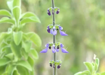 © TV Brasil/Divulgação