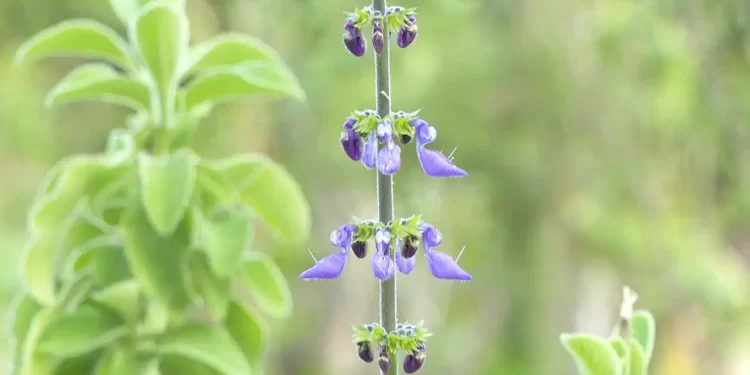 © TV Brasil/Divulgação