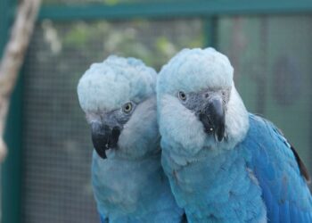 © Camile Lugarini/Direitos reservados