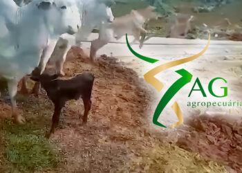 Notícia Histórica na Amazônia: Nascem os Primeiros Bezerros do Touro Brangus Monte Roraima