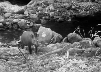 © Ascom-Instituto Estadual do Ambiente/Divulgação