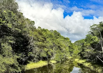 © Symbiosis/ Divulgação