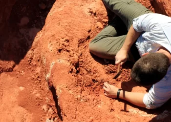 © Janaína Brand Dillmann