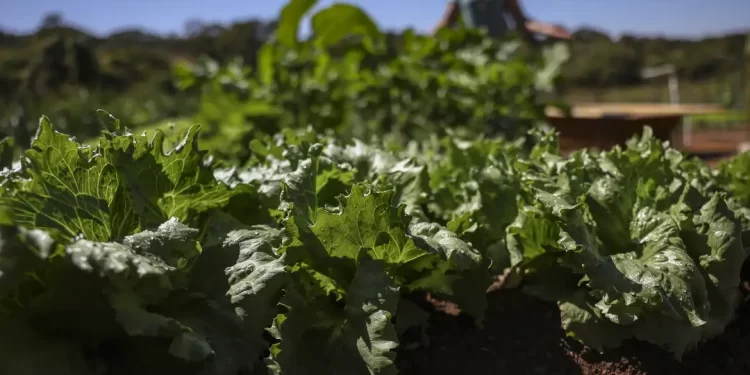 © Marcelo Camargo/Agência Brasil