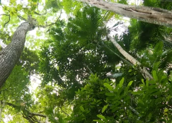 © Nossos Biomas/TV Brasil/Divulgação