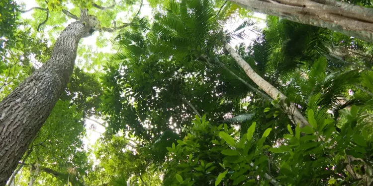 © Nossos Biomas/TV Brasil/Divulgação