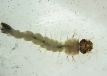 © Flávio Carvalho/WMP Brasil/Fiocruz