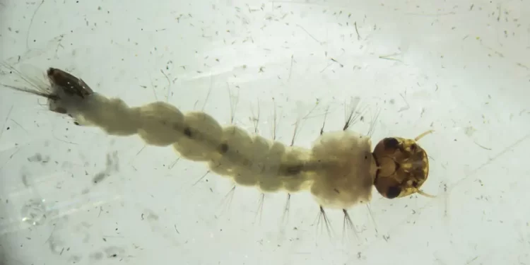 © Flávio Carvalho/WMP Brasil/Fiocruz