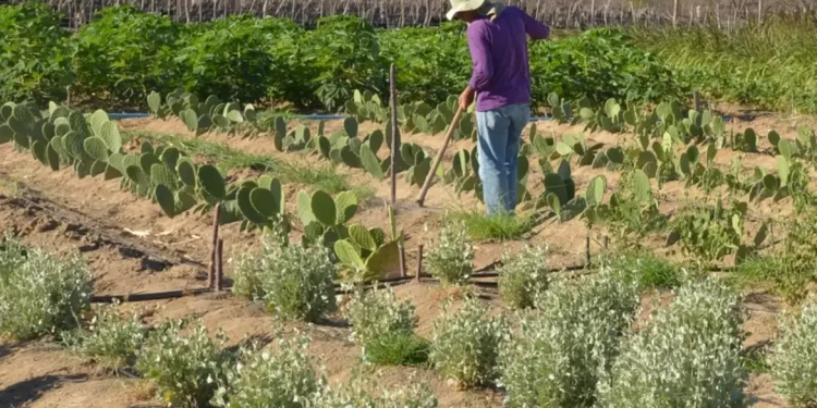 © Arquivo/Agência Brasil
