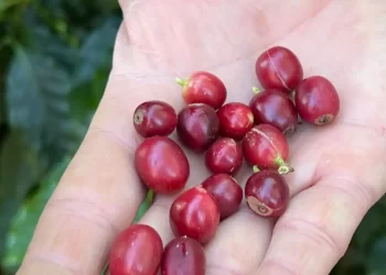 © Cristina Indio do Brasil