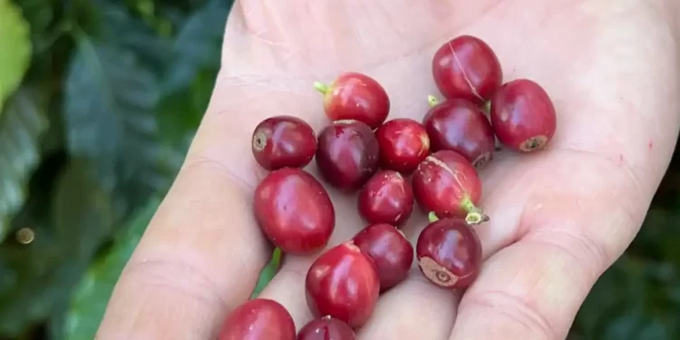 © Cristina Indio do Brasil