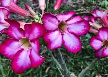 © José Cruz/Agência Brasil