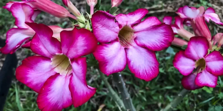 © José Cruz/Agência Brasil