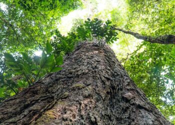 © Agência Pará/Divulgação