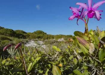 © Gustavo Pedro/Divulgação