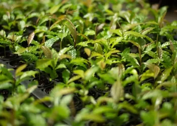 © Symbiosis/Divugação