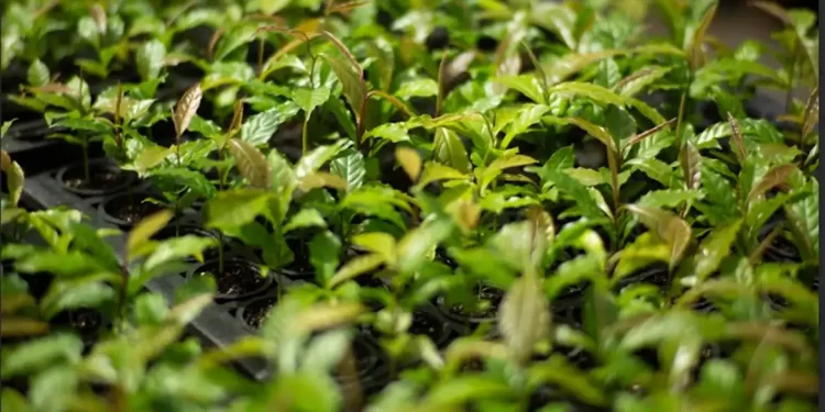 © Symbiosis/Divugação