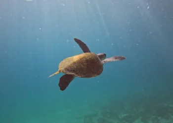 © Fernando Frazão/Agência Brasil