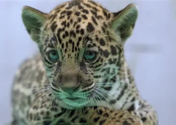 © Bioparque Vale Amazônia/Divulgação