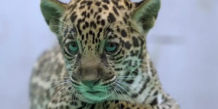 © Bioparque Vale Amazônia/Divulgação